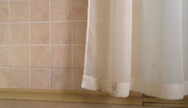 Professional Mold Removal in Tonto Basin, AZ